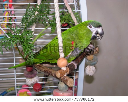 Green parrot eating a walnut. Hahn's macaw (Diopsittaca nobilis) sitting on perch outside of cage holding a nut in it's foot to eat it.