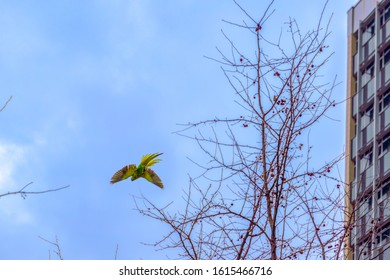 Green Parrot Flying Around Buildings