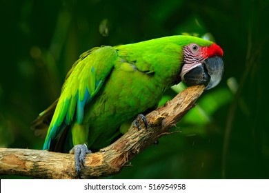 Green Parrot Great-Green Macaw, Ara Ambigua. Wild Rare Bird In The Nature Habitat, Sitting On The Branch In Costa Rica.