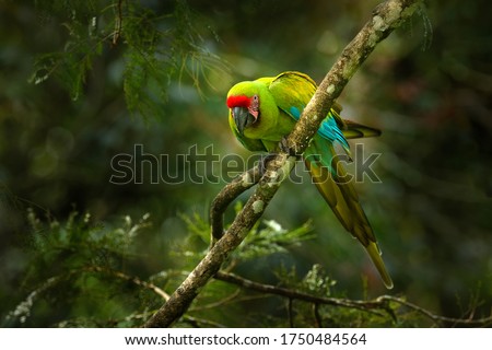 Similar – Image, Stock Photo twosome Animal portrait