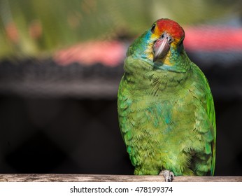 Green Parrot Looking At Camera With Tilted Head