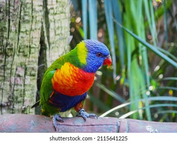 2,210 Parrot palm tree Stock Photos, Images & Photography | Shutterstock