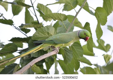 Green Parrot On A Green Tree