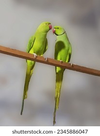 Green parrot pair in the cage - Shutterstock ID 2345886047