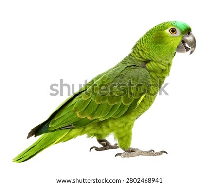 Green Parrot Perching Side View Isolated on White Background