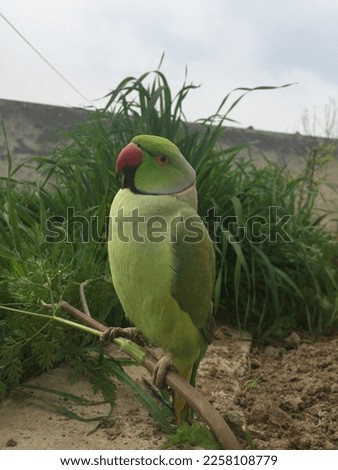 green parrot. green parrot photo .parrot in the garden. green parrot and green background camouflage 