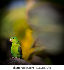 Green Parrot Pictured In Sierra Nevada, Colombia