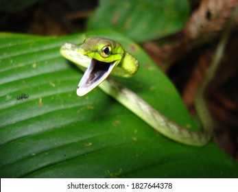 Green Parrot-snake Ready To Sneak Away 