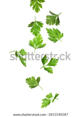 Green parsley leaves falling on white background