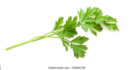 Green Parsley Sprig Isolated On White Background