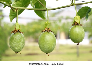 Green Passion Fruit On The Vine.