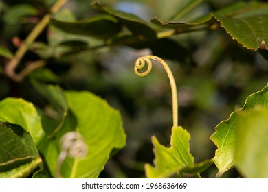 Green Passionfruit Vine Growing Upwards