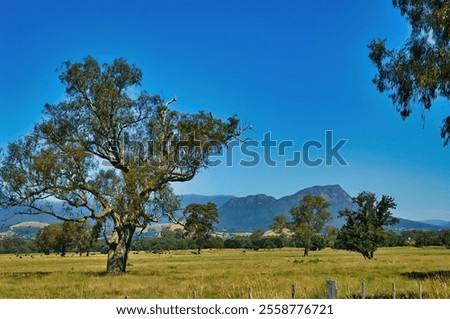 Similar – Image, Stock Photo A gnarled old tree on a hill in the evening with a view over the city