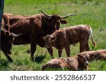 Green pastures with grazing cows in Perigord Limousin Regional Natural Park, Dordogne, France in spring, nature landscape