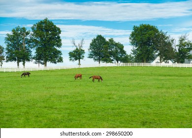 Green pastures of horse farms. Country summer landscape. selective focus