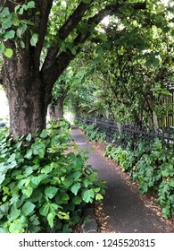 Green Path In Auckland New Zealand