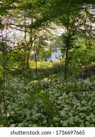 A Green Path Filled With Trees And Wild Garlic Flowers That Opens Up From Riis Skov Forest Towards A Beautiful Danish White House.