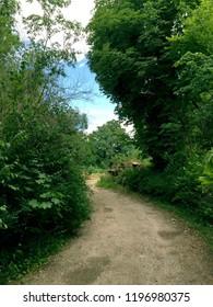 Green path in park