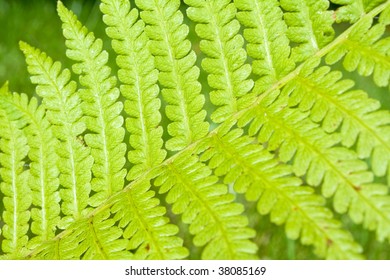 Green patterned leaf