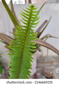 Green patterned symmetrical leaf macro