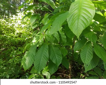 Green Pawpaw Tree Leaves 