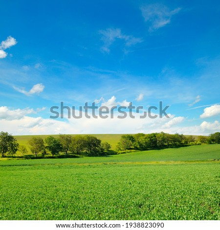 Green pea field and blue sky with light clouds.