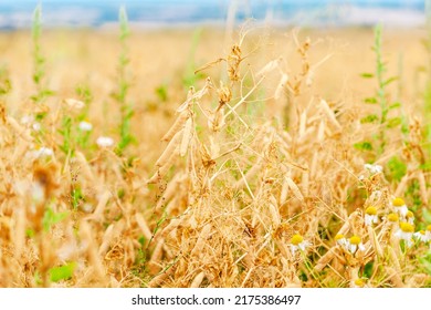 Green Pea Field Farm In Bright Day With Blue Sky. Golden Ripe Pea Pods Field With Sky, Summer Yellow Colors 