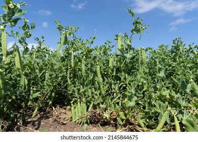 Green pea field at harvest time - Shutterstock ID 2145844675
