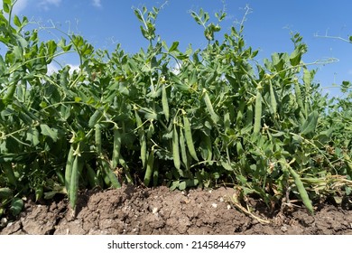 Green pea field at harvest time - Shutterstock ID 2145844679