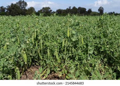 Green pea field at harvest time - Shutterstock ID 2145844683