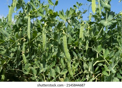 Green pea field at harvest time - Shutterstock ID 2145844687