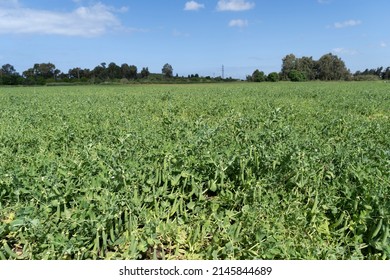 Green pea field at harvest time - Shutterstock ID 2145844689