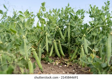 Green pea field at harvest time - Shutterstock ID 2145844691