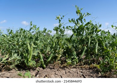 Green pea field at harvest time - Shutterstock ID 2145844693