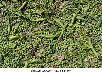 Green pea field at harvest time - Shutterstock ID 2145844697