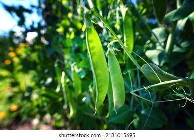 Green pea pods ripen on bush. Vegetable garden with growing green peas. Ripen green peas. Pods of ripening green peas close-up. 
 - Shutterstock ID 2181015695