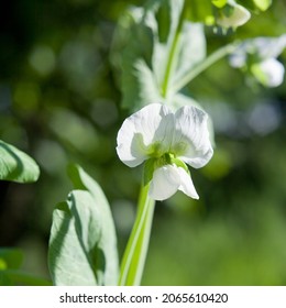 Green Pea - White Flower Of Garden Peas - Vegetable From The Kichen Veg Garden. -  Pisum Sativum.