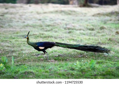 java peacock images stock photos vectors shutterstock