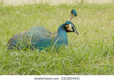 Green peacock in the zoological park - Shutterstock ID 2322814451