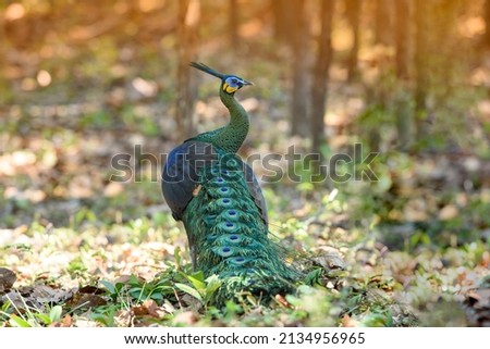 Green Peafowl , A bird with very beautiful feathers.