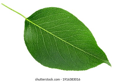 Green pear leaf isolated on white background. File contains clipping path.