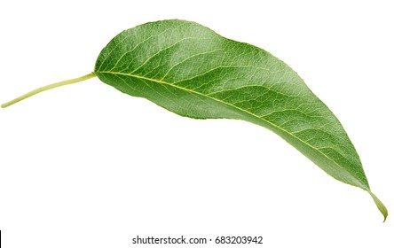 Green Pear Leaf Isolated On White Background