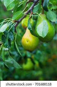 A green pear on a branch. Very juicy pear. Agricultural.