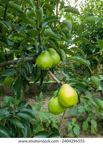 Green pears, fruit tree, sunlight, fresh, maturity, nature,. The image captures the allure of vibrant green pears nestled gracefully on a fruit.