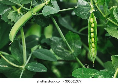 Green Peas 