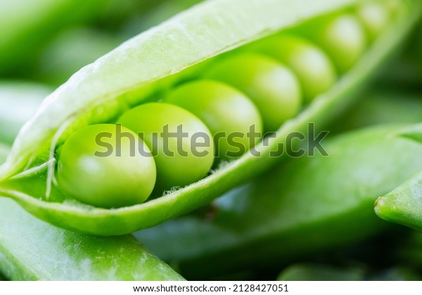 .Green peas. Close up of\
green fresh peas and pea pods. Healthy vegetarian food, rich in\
natural protein.