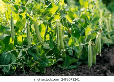 green peas in the garden