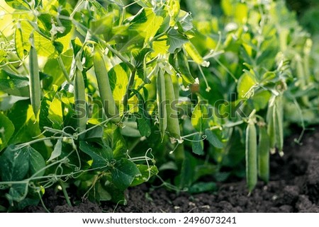 green peas in the garden