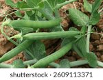 Green peas grow in the garden Beautiful close up of green fresh peas and pea pods. Healthy food, Bush of sweet pea with ripe pods cultivated on vegetable garden, green peas closeup in nature, Pakistan