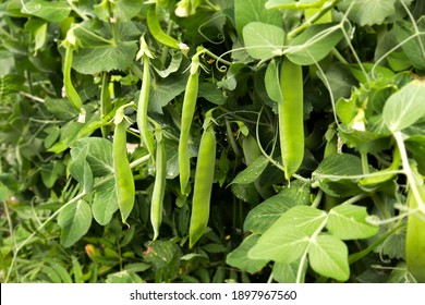 Green peas grow in the garden. Beautiful close up of green fresh peas and pea pods. Healthy food. Selective focus on fresh bright green pea pods on a pea plants in a garden. Growing peas outdoors and  - Shutterstock ID 1897967560